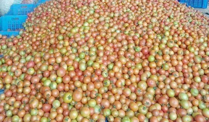 टमाटरको मूल्य निरन्तर घट्दै 
