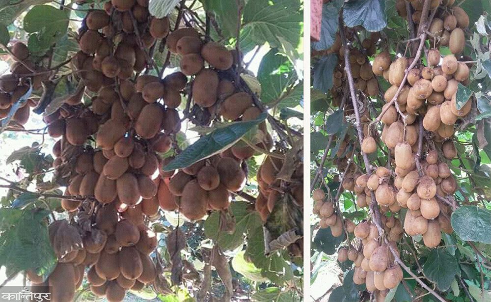 सल्यानको किविले बजार पाएन