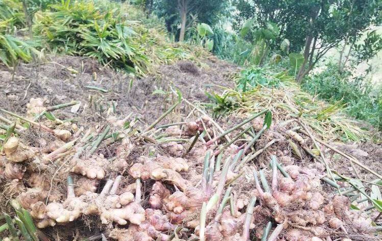 अदुवाले राम्रो मूल्य पाएसँगै खुसी छन् सल्यानका किसान