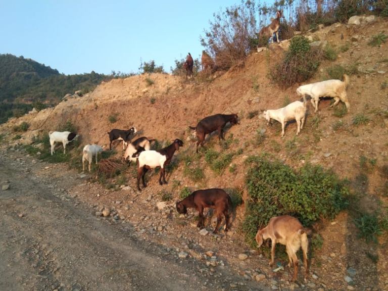सल्यानमा बाख्रापालनबाट वार्षिक २३ लाख आम्दानी