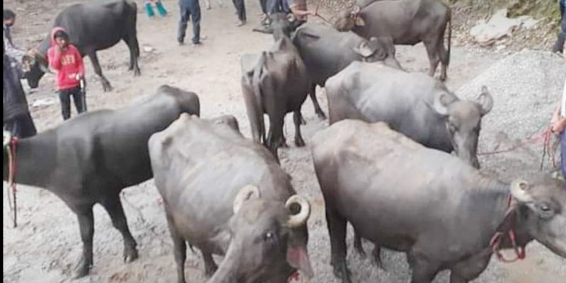 सल्यानका किसानलाई उन्नत जातका भैसी वितरण 
