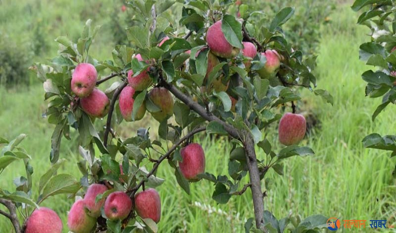 सल्यानमा यो वर्ष तीन सय ९० मेट्रिकटन स्याउ उत्पादन