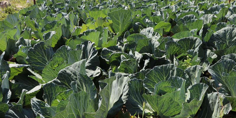 बेमौसमी तरकारी खेतीबाट मनग्य आम्दानी गर्दै सल्यानका किसान