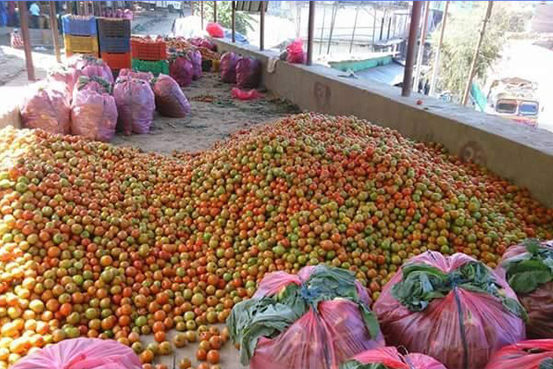 सल्यानका किसानले टमाटरमा पाए अहिलेसम्मकै उच्च मूल्य 