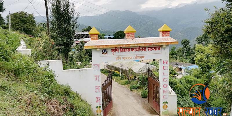 खाद्यान्‍नमा आत्मनिर्भर बन्दै सल्यान 