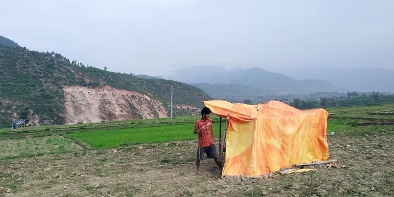 सल्यानमा छाडा पशुचौपायाबाट धानको व्याड बचाउन खेतमै बास 