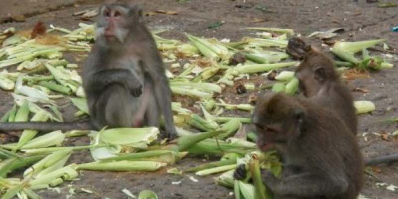 मकैबाली बाँदरले सखाप पारेपछि सल्यानका किसान चिन्तित 