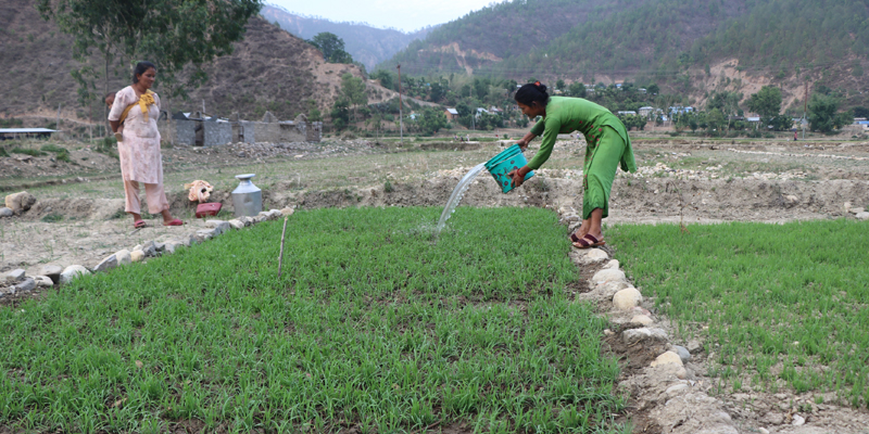 गाग्रीमा पानी बाेकेर धानको ब्याड जोगाउँदै सल्यानका किसान 