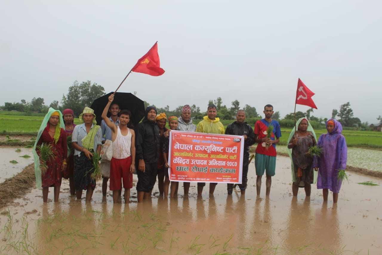 नेपाल कम्युनिस्ट पार्टी सल्यानले रोप्यो धान