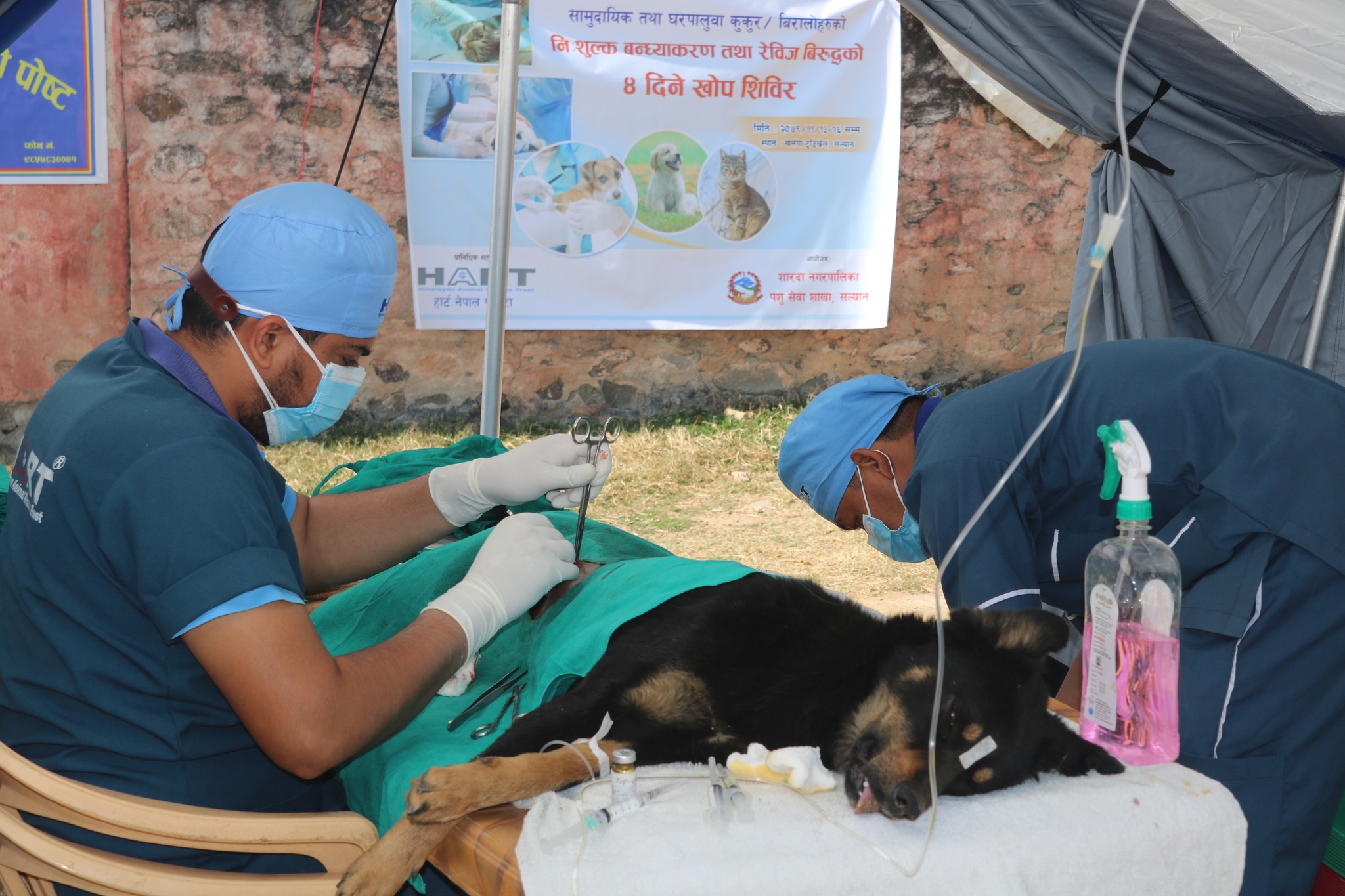 सल्यानमा दुई सय बढी कुकुरको बन्ध्याकरण 