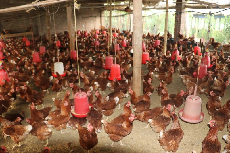 कुखुरापालनबाट मनग्य आम्दानी गर्दै सल्यानका किसान 