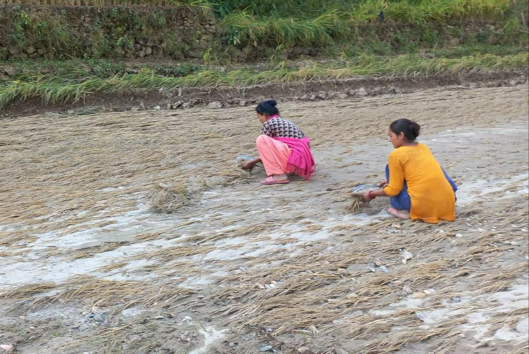 बगरमा परिणत भएको खेतमा धान खोज्दै सल्यानका किसान 