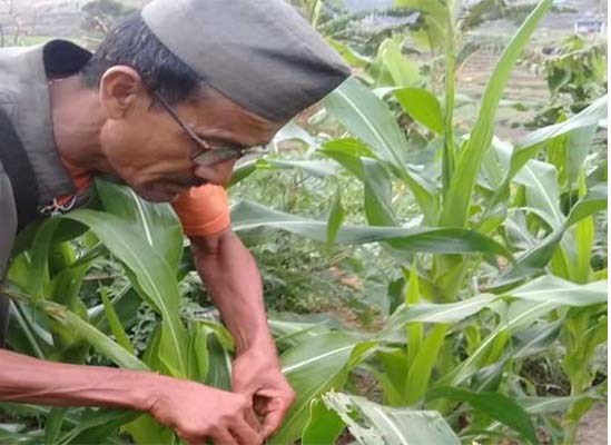 कुमाखमा फौजी किराको प्रकोप ९० प्रतिशतले नियन्त्रण आयो 