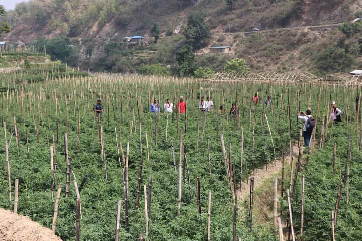 कृषि बिकास कार्यालय सल्यानबाट संचालन भएका योजनाहरुको अनुगमन
