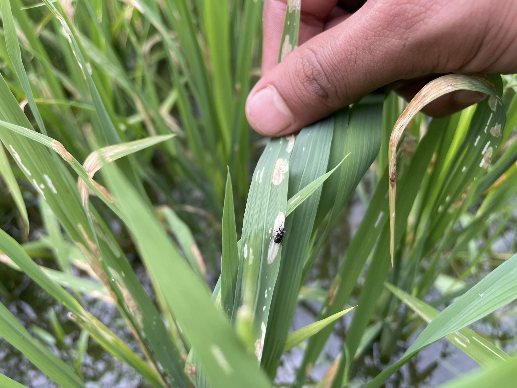 धान बालीमा खपटे किराको प्रकोप 