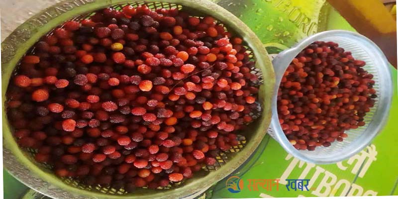 सल्यानका किसानको दु:खेसो : लकडाउनमा को आएर खाइदियोस् हाम्रो काफल?