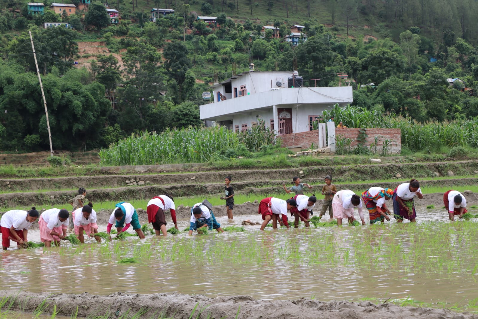 सल्यानमा २२ औं धान दिवस  तथा रोपाई महोत्सव 