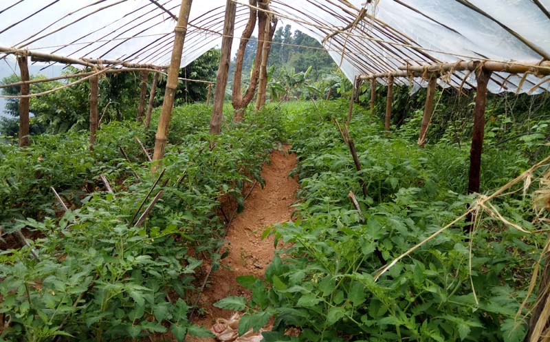 सल्यानका कृषकहरू बेमौसमी तरकारी खेती तर्फ आकर्षित बन्दै 