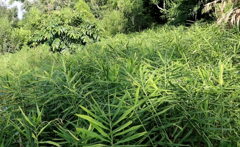 अदुवा खेतीमा लागे त्रिवेणीका किसान