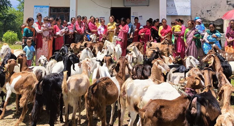 त्रिवेणीका सुनौला हजार दिनका आमाको आर्यआर्जनमा सुधार ल्याउन बाख्रा वितरण 