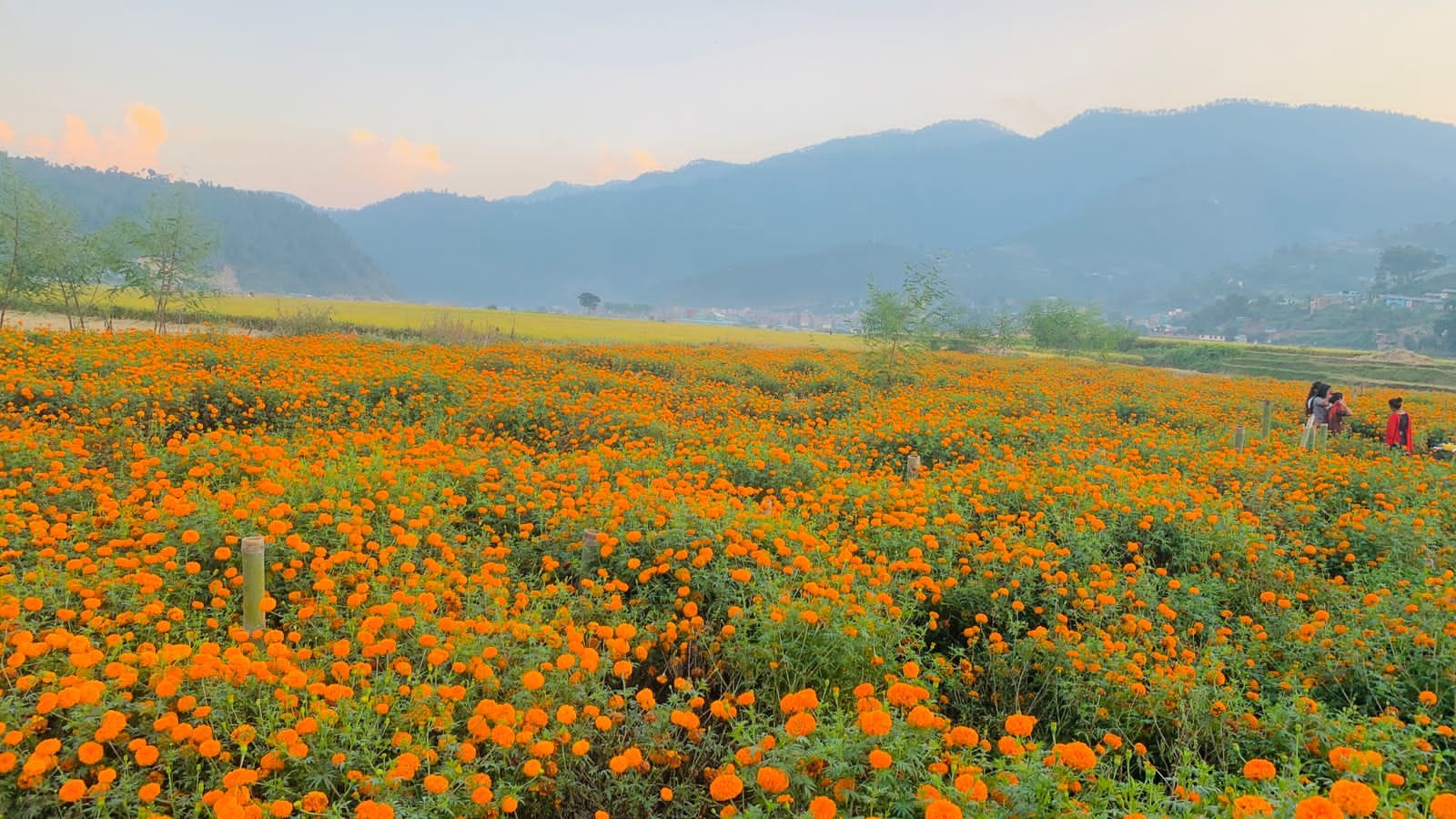 फूल टिप्न र माला उन्न सल्यानका किसानलाई भ्याइनभ्याई