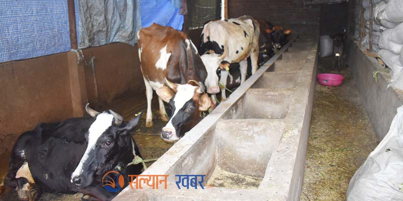 व्यवसायिक गाईपालनबाट मासिक लाखौं आम्दानी गर्दै शर्मा दम्पत्ति