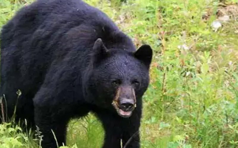 भालुको आक्रमणबाट सल्यानमा वृद्धा घाइते 