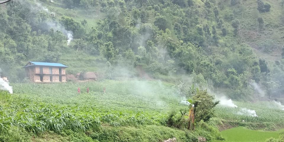 सल्यानका सबै तहमा देखियो सलह किरा 