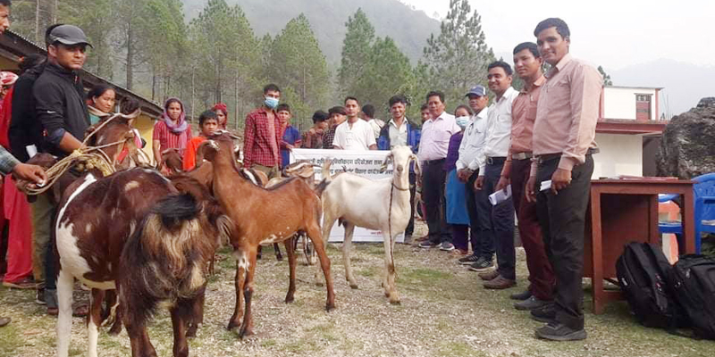 बनगाडमा अनुदानका बाख्रा वितरण 