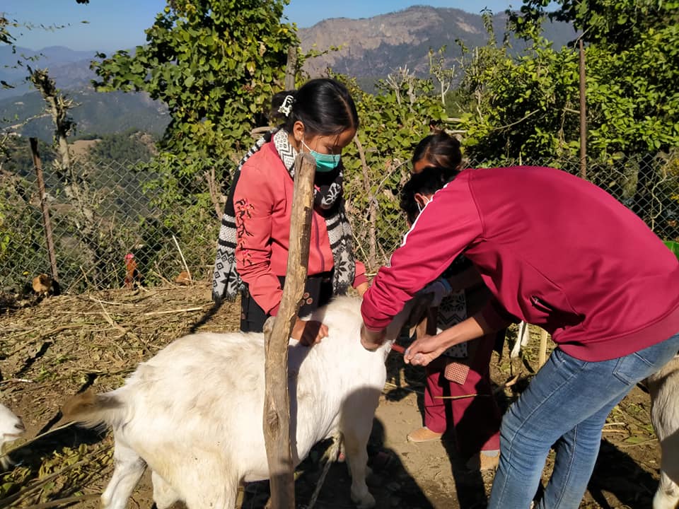 सल्यानमा दुई लाख बढी भेडाबाख्रालाई पिपिआर विरुद्धको खोप 