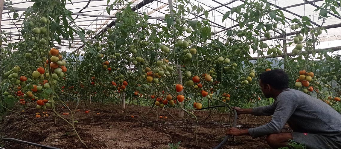 तरकारी खेतीबाट घर घडेरी जोडेका खुमराज 