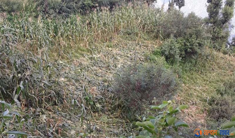 बदेलको बथानले मकैबाली सखाप पारे पछि सल्यानका किसानहरु चिन्तित