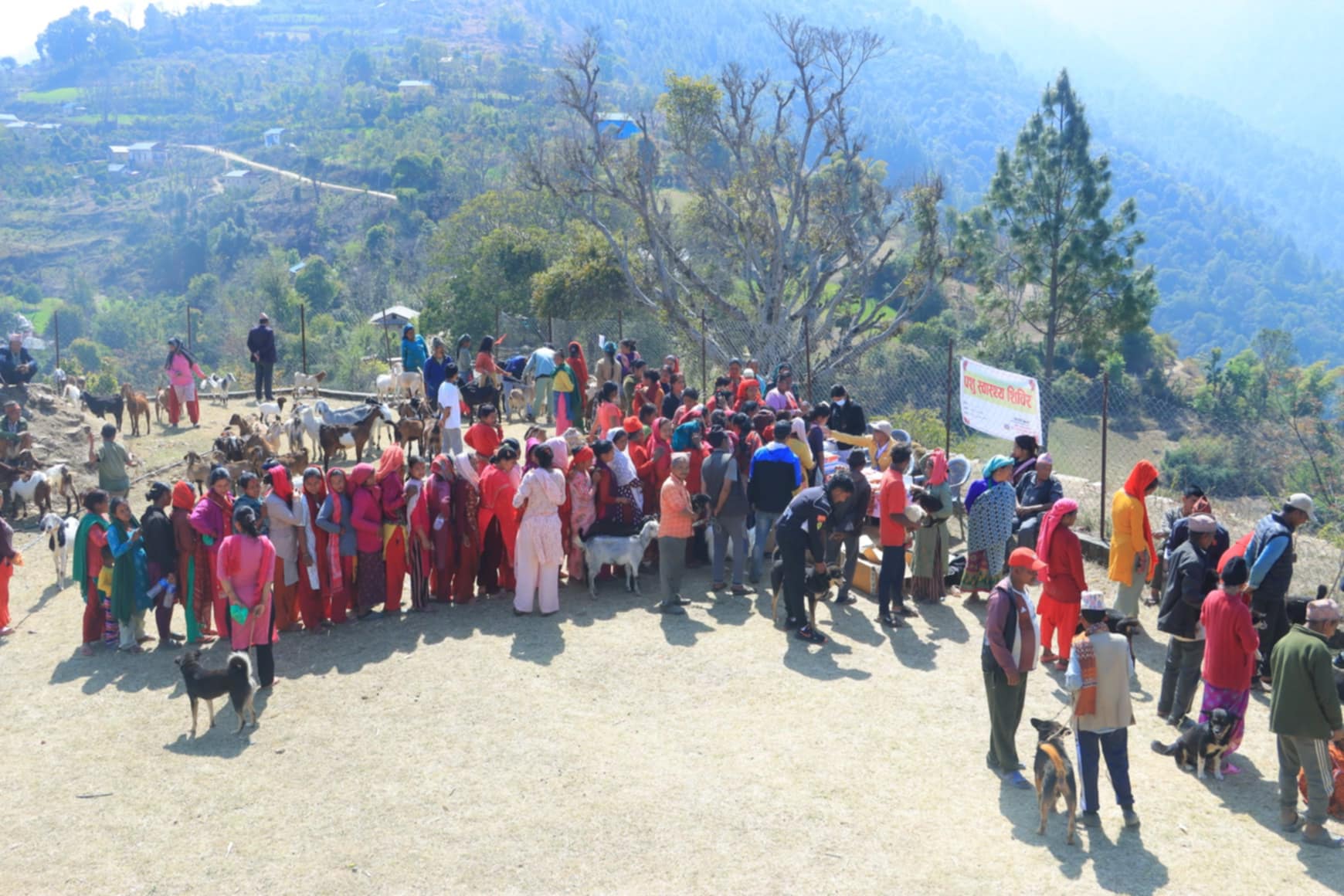 सल्यानको त्रिवेणीमा चार हजार बढी पशुपंक्षीको उपचार 