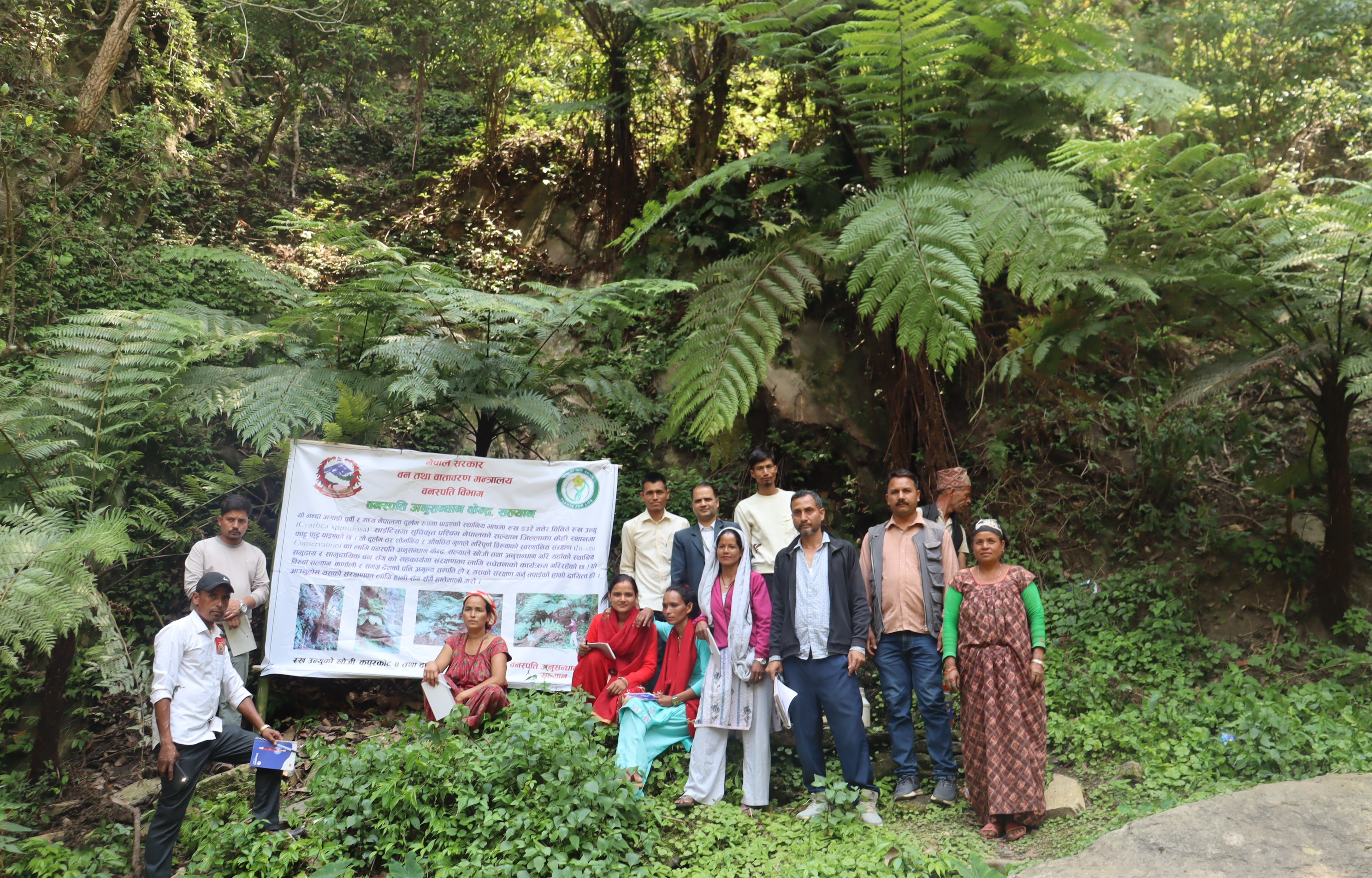 सल्यानका थप दुई स्थानमा भेटियो रुख उन्यु 