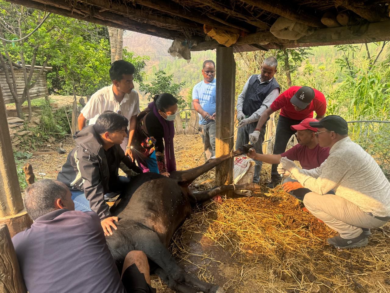 सल्यानको कुमाखका गाईभैँसीमा खोरेतजस्तै संक्रमण, नमुना संकलन गरी सुर्खेत पठाइयो