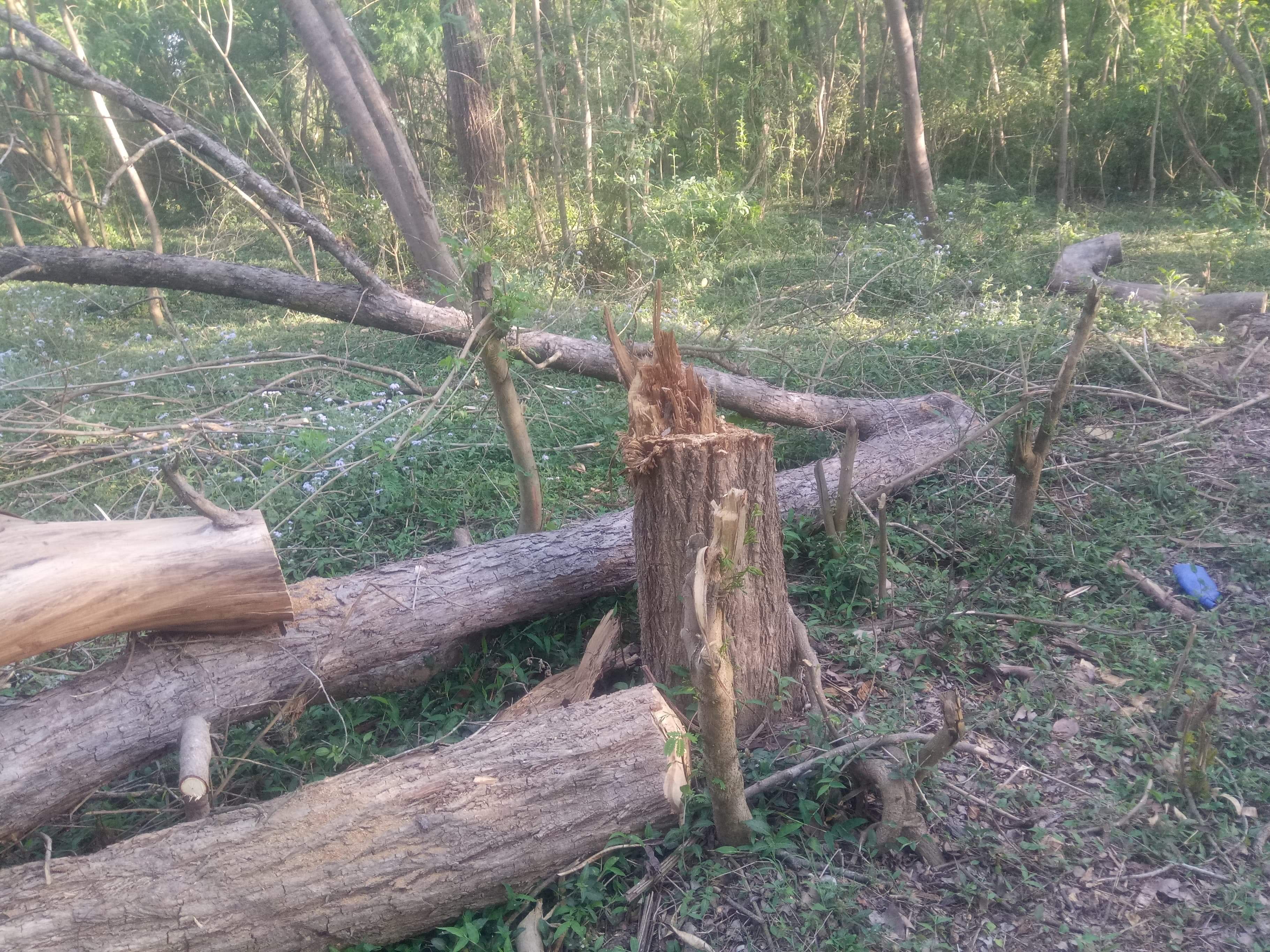 लकडाउनको मौका छोपी दाङमा धमाधम रुख काट्दै तस्कर