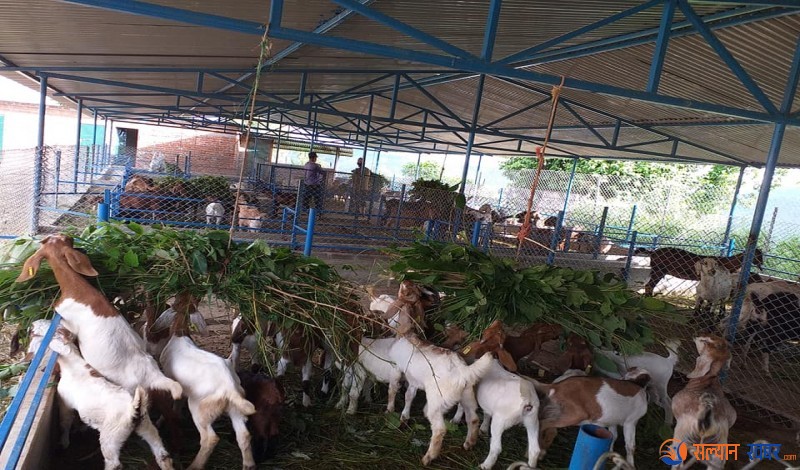 सल्यानबाट वार्षिक १६ करोड बढीको खसी–बोका निकासी