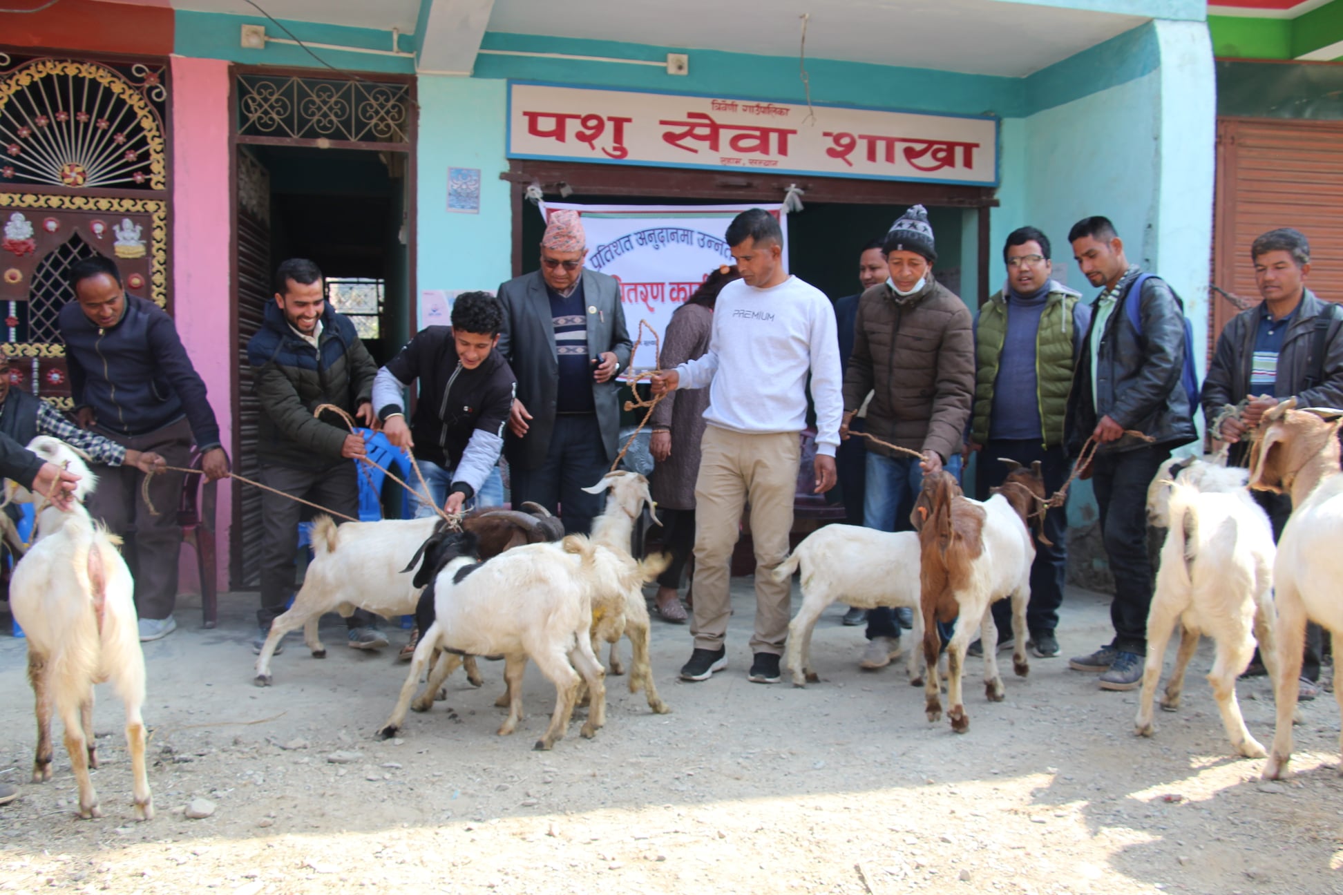त्रिवेणी गाउँपालिकाद्धारा किसानलाई उत्नत जातका बोका वितरण 