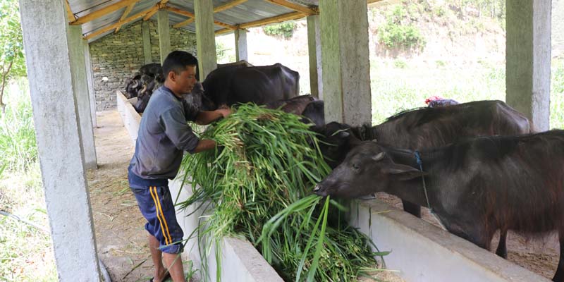 भैँसीपालनबाट मनग्गे आम्दानी गर्दै सल्यानका किसान