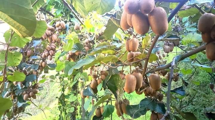 सल्यानमा किवी खेती प्रति किसानको आकर्षण बढ्दै