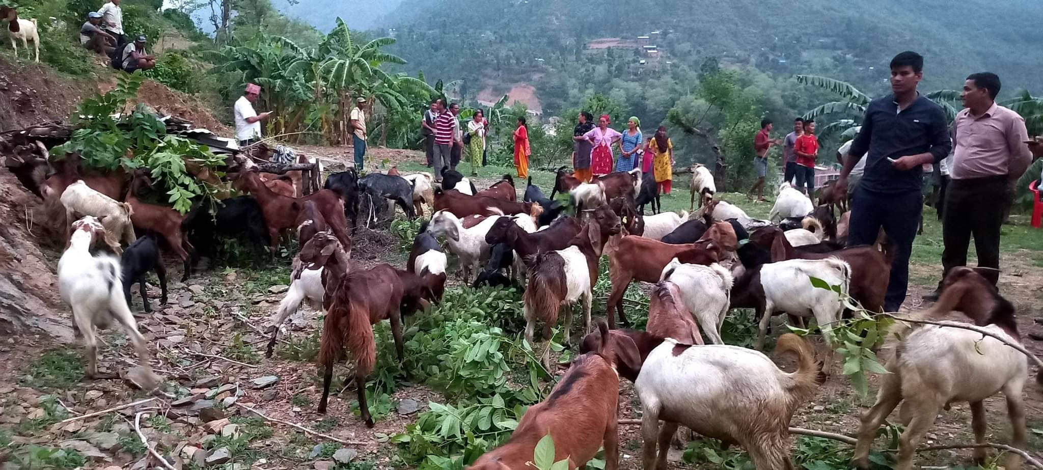 ग्रामीण कृषकको जीवनस्तर उकास्न सल्यानमा बाख्रा वितरण 