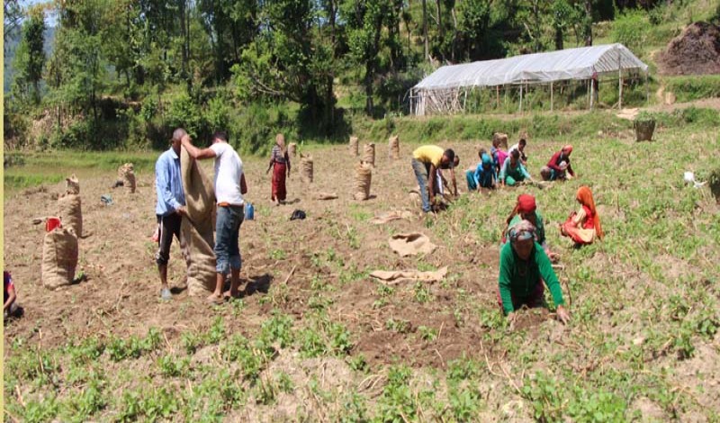 सल्यानमा हिउँदे आलु उत्पादनमा वृद्धि