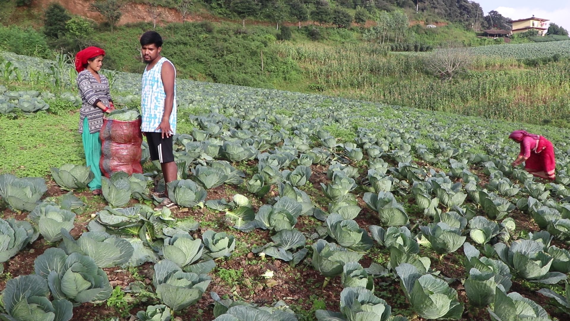 चार महिनामा सल्यानबाट ११ करोडको तरकारी निकासी 