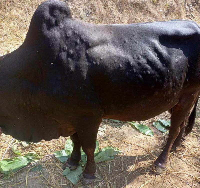 सल्यानका लम्की स्किन रोगबाट १० पशुचौपाय मरे 