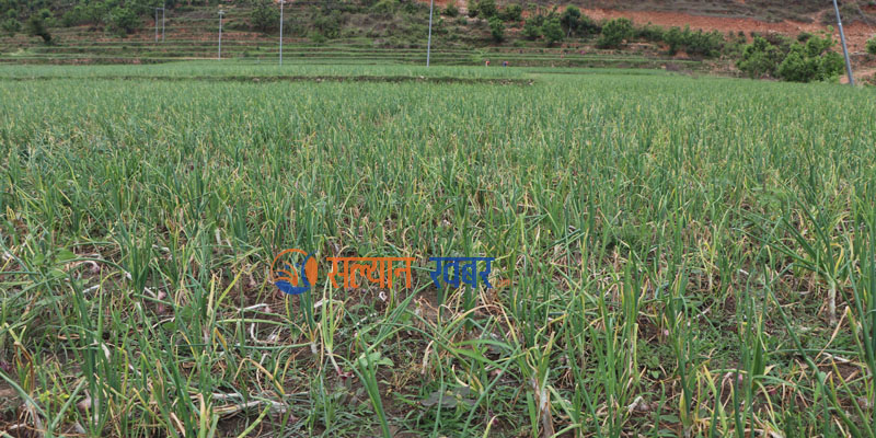 प्याजमा रोग लागेपछि किसान समस्यामा