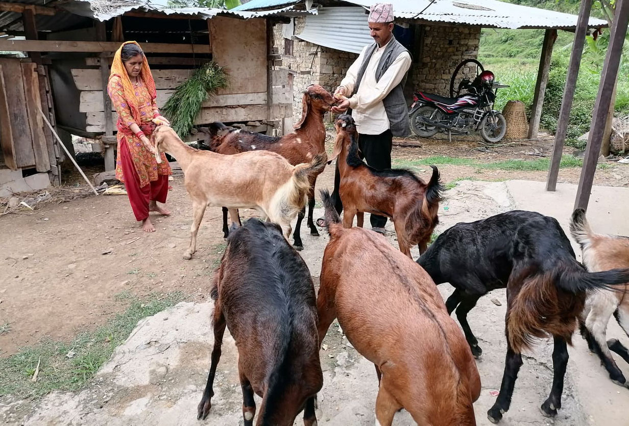 सल्यानबाट ६४ करोड बढीको खसीबोका निकासी 