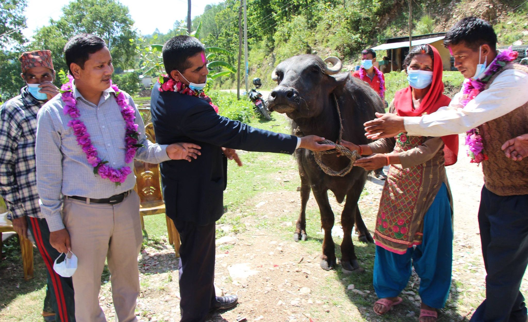 त्रिवेणी गाउँपालिकामा उन्नत जातका भैसी वितरण 