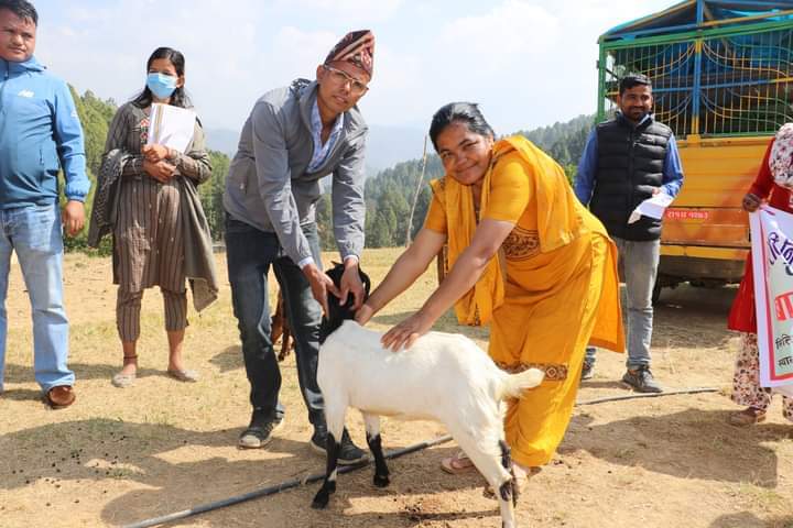 सल्यान  बागचौरका २४ जना उद्येमीलाइ बाख्रा बितरण 