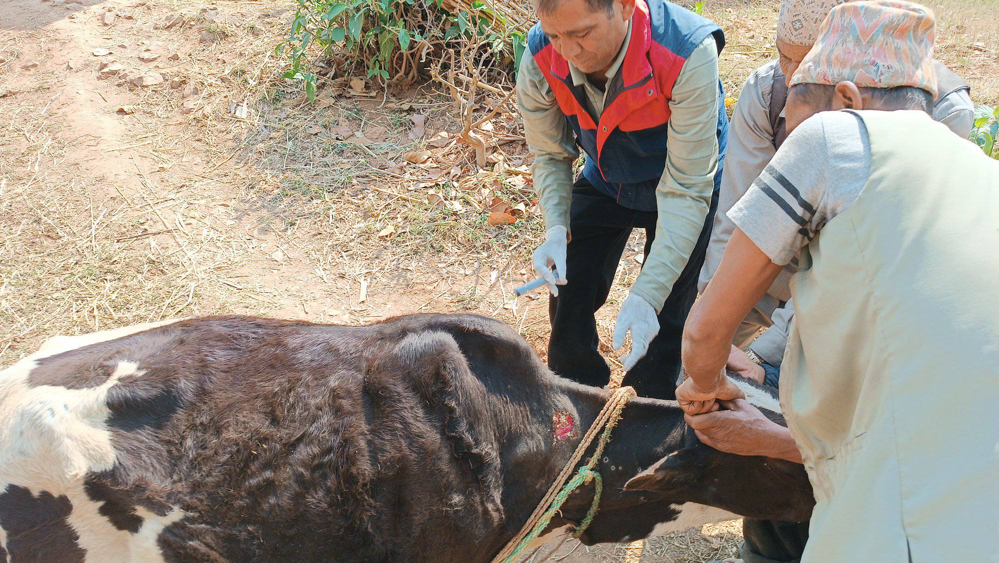 सल्यानमा  लम्पीस्किन रोग  तीव्र फैलिँदै