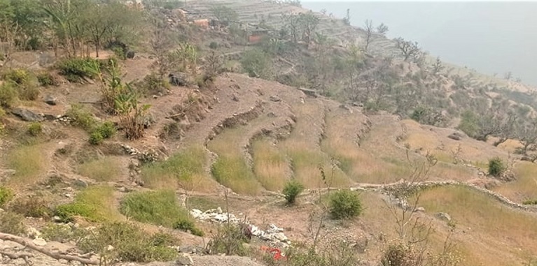 खडेरीले सल्यानमा सुक्न थाल्यो हिउँदे बाली 